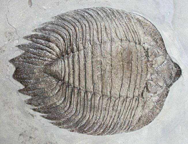 Inflated, Arctinurus Trilobite - New York #14173
